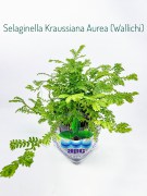 Selaginella Kraussiana Aurea (Wallichi)
